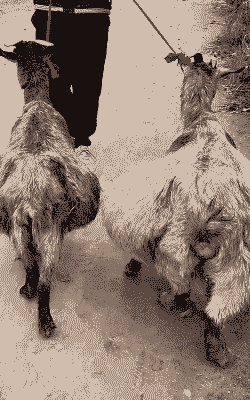 青山羊可与其他羊杂交吗