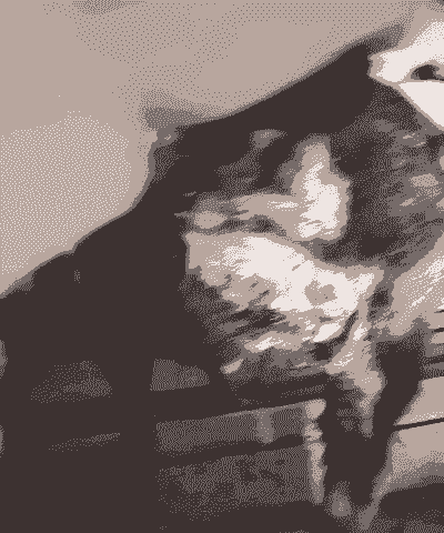 山羊皮肤发黄是什么病