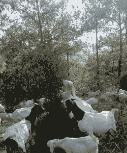 湖北十堰有什么山羊品种