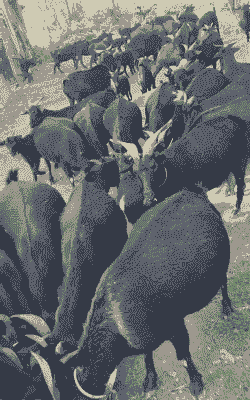 一个个山羊膘肥体壮