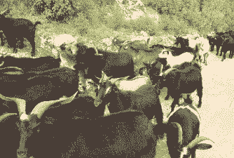 四川之肉山羊养技术