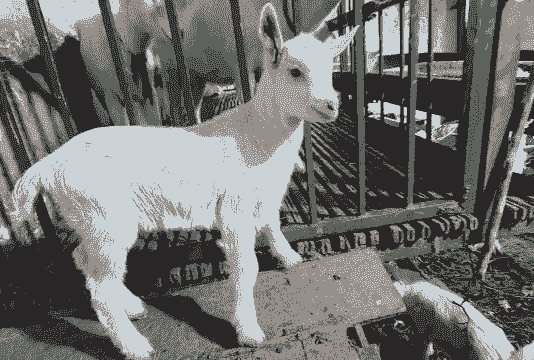 民权县有卖奶山羊吗