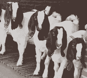 怎样提高波尔山羊产羔率