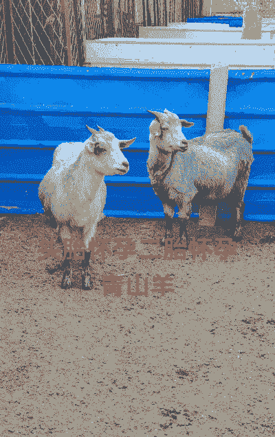 山羊头胎好还是二胎好