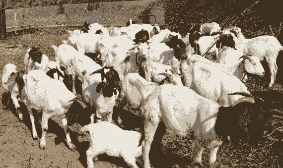 一般的山羊的生长速度