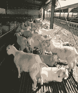 浙江省白山羊养殖场