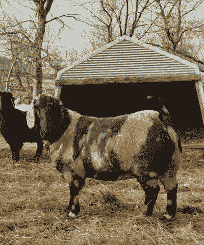 山东的波尔山羊养的活吗