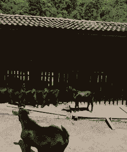 乐至县对养殖山羊的补助