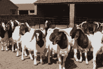 波尔山羊养殖场怎么样