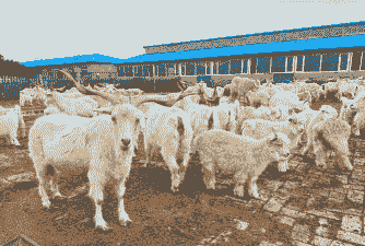 内蒙古哪里养山羊的最多