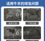 山羊肠炎死的概率高吗