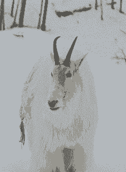 冬天山羊一直叫