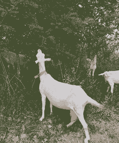 萨能奶山羊每年要防疫吗