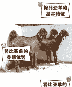 怒比亚山羊那里有卖的