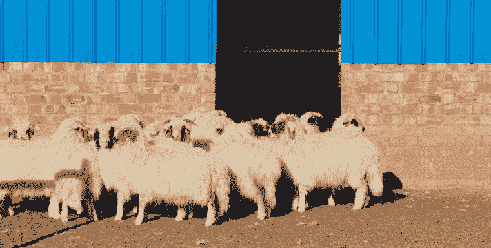 最适合宁夏养的山羊品种