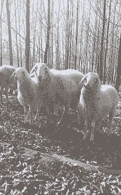 一只小尾寒和山羊