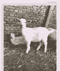 莎能奶山羊有肉垂吗