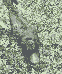 山羊情期紊乱是怎么回事