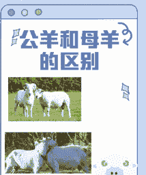 山羊如何判断还有第二胎