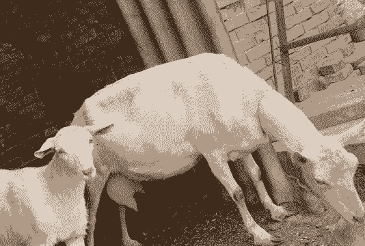 西农萨能奶山羊哪里买