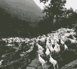 青山羊圈养喂什么饲料好