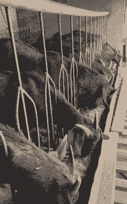 圈养山羊有成功的吗贴吧