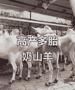 奶山羊一胎能产几只