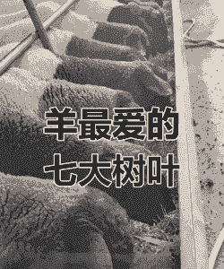 山羊最爱吃的有几种树叶