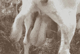 公的奶山羊也产奶吗