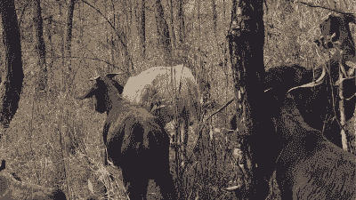 山羊圈养为什么不成功