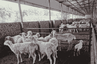 四川最大山羊养殖基地