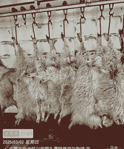 绒山羊一般下几个羊羔