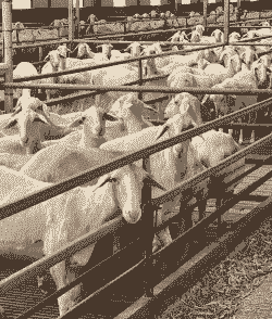 山羊和湖羊可以一起养