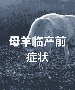 山羊临产前几个小时征兆