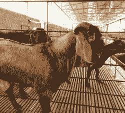 什么样山羊什合做种羊