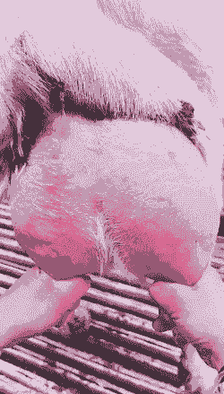 奶山羊头胎能产多少奶