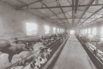 沅江山羊生态养殖合作社