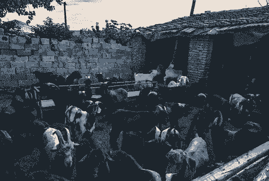 广西贵港平县有山羊卖吗