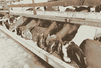 四川简阳山羊养殖基地