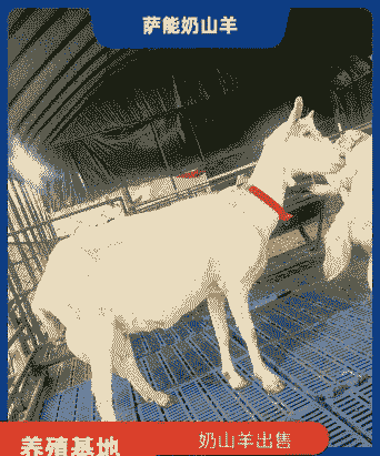 吉林省有奶山羊基地吗
