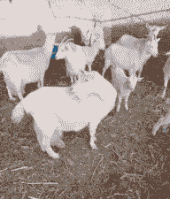 去陕西买撒能奶山羊经历