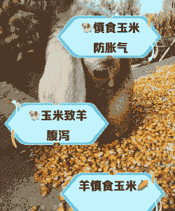 波尔山羊一天吃多少玉米