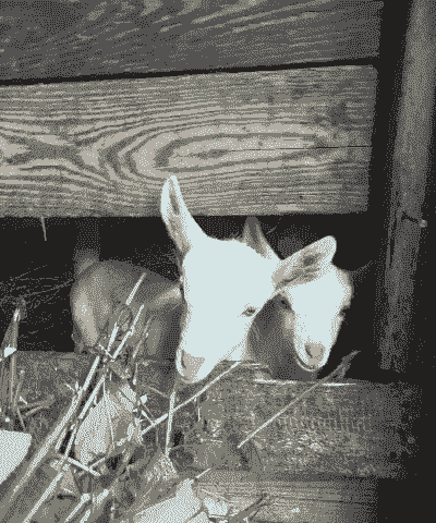 白山羊一年能生几回