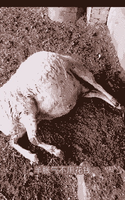 山羊吃豆腐渣后肚子掌