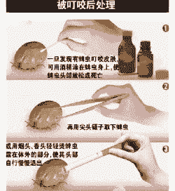 山羊身上的软蜱怎么治