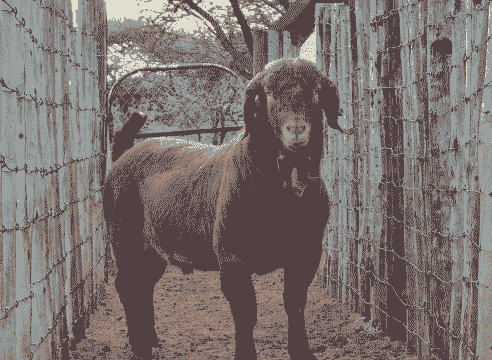 波尔山羊一次产崽几只