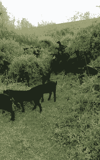 山羊适合在那些地方养