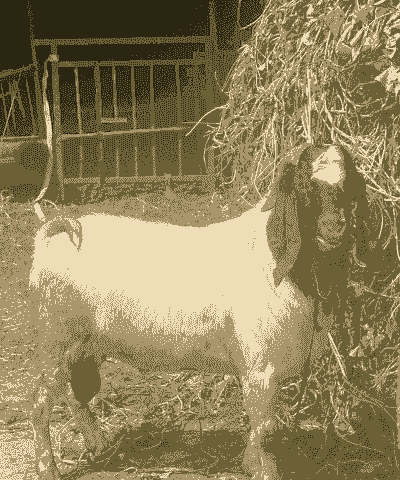 求购一只波尔山羊小种公