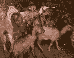 湘宴黄羊与沧山羊哪个好