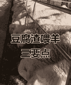 山羊能不能喂豆腐渣